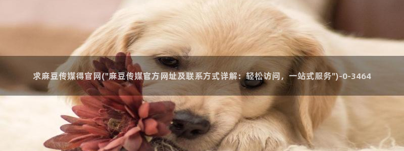 麻豆md传媒官网：求麻豆传媒得官网(\
